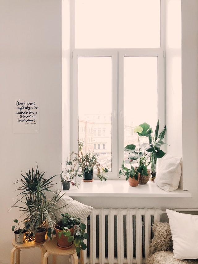 Rostliny – tichý domácí společník